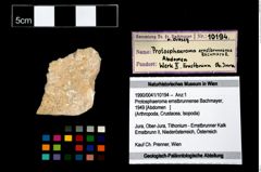 Foto (Objekt + Etikett) von Protosphaeroma ernstbrunnense (Bachmayer, 1949)  (NHMW-GEO-1990-0041-10194)